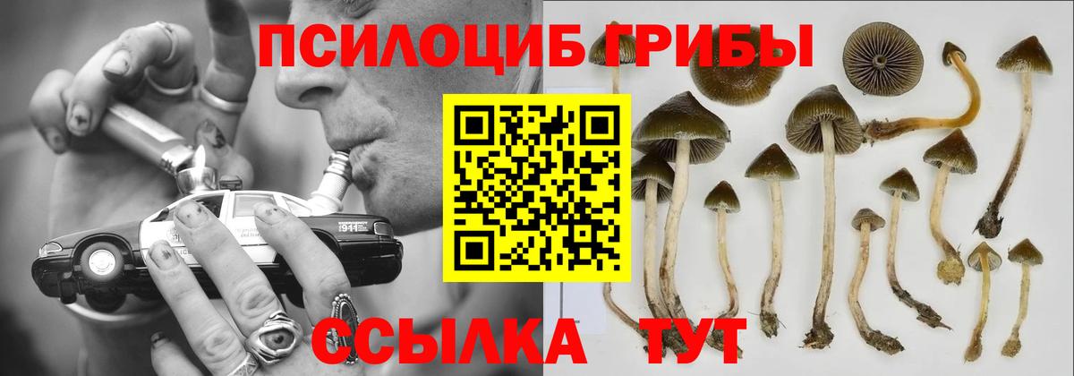 Псилоцибиновые грибы Psilocybe Армавир